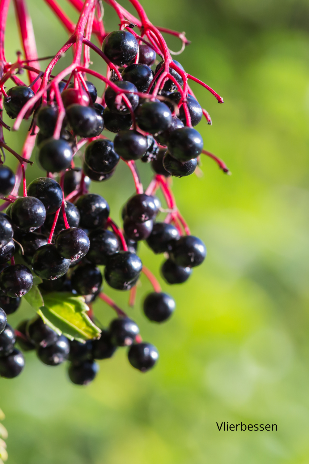 Vlier en Beuk: betekenis, kruidenwerking en symboliek