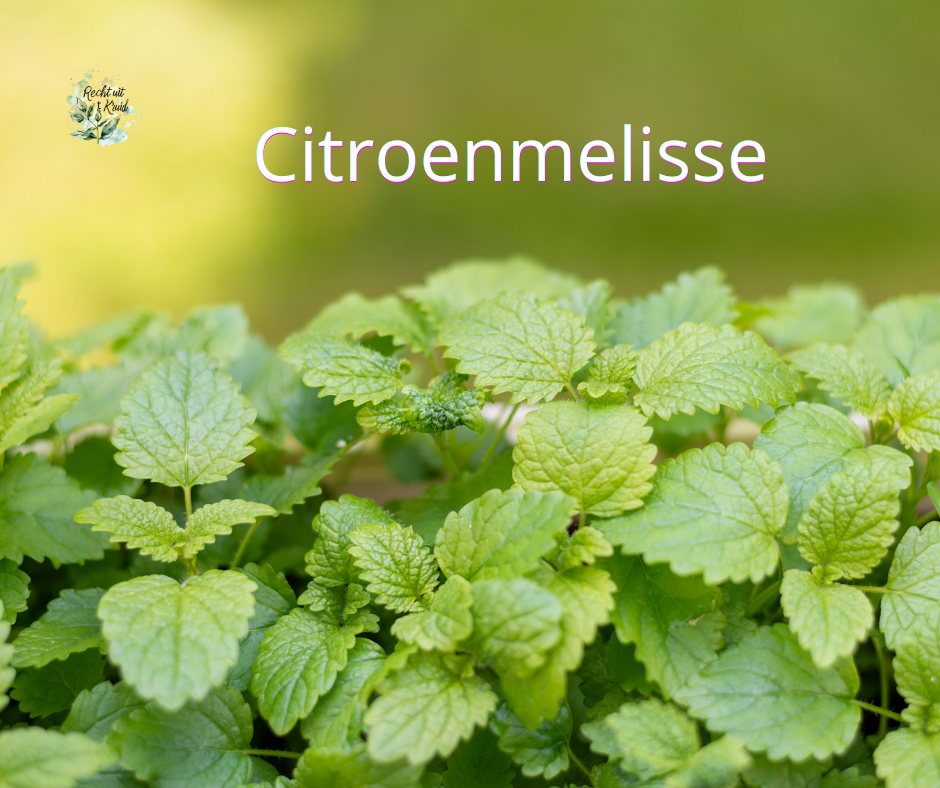 citroenmelisse recht uit t kruid anneke ypma